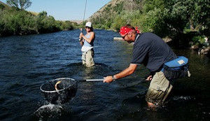 Provo River Flyfishing