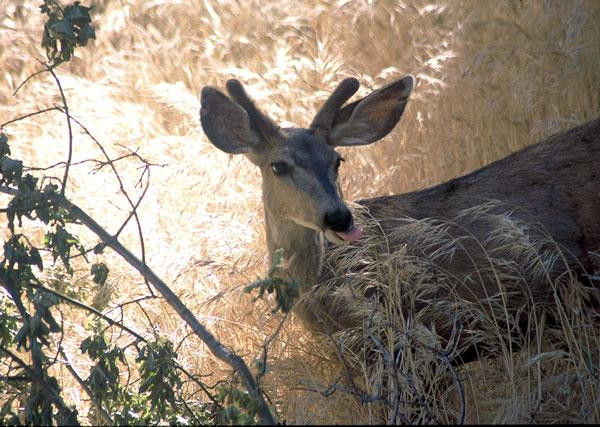 Zion-3-deer-65