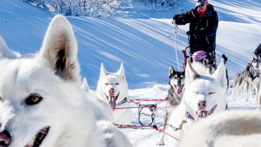 Dog Sledding - All Seasons Adventures 