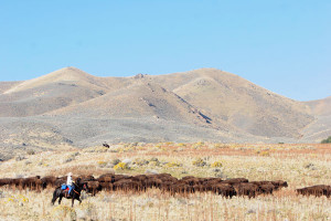 AntelopeIsland-1